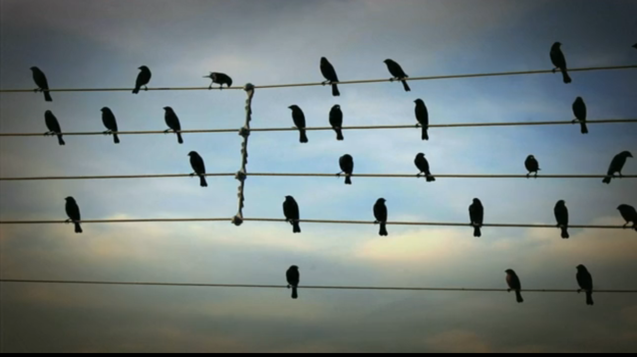 Birds on the Wires | Emily E. Ryan